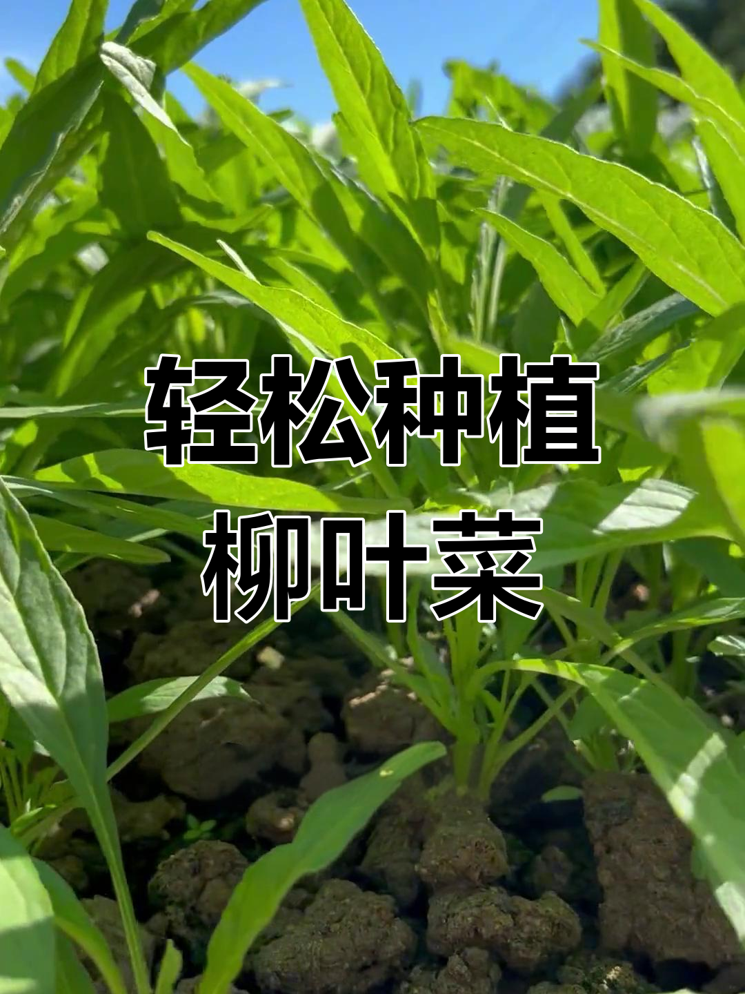 阳台种柳叶青苋菜,简单又美味