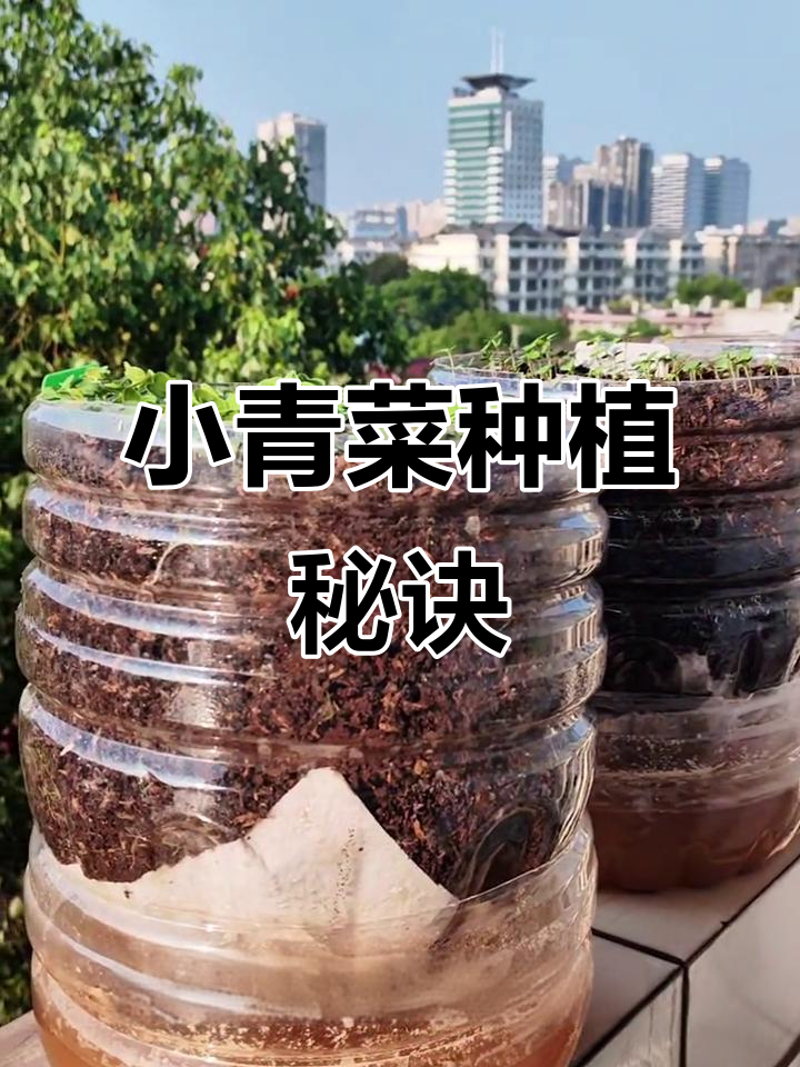 种植小青菜,掌握适宜温度是关键!