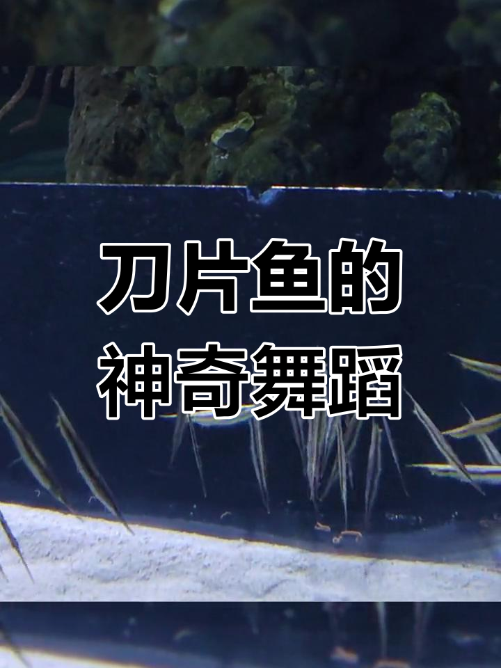 刀片鱼照镜子,竟然跳舞了