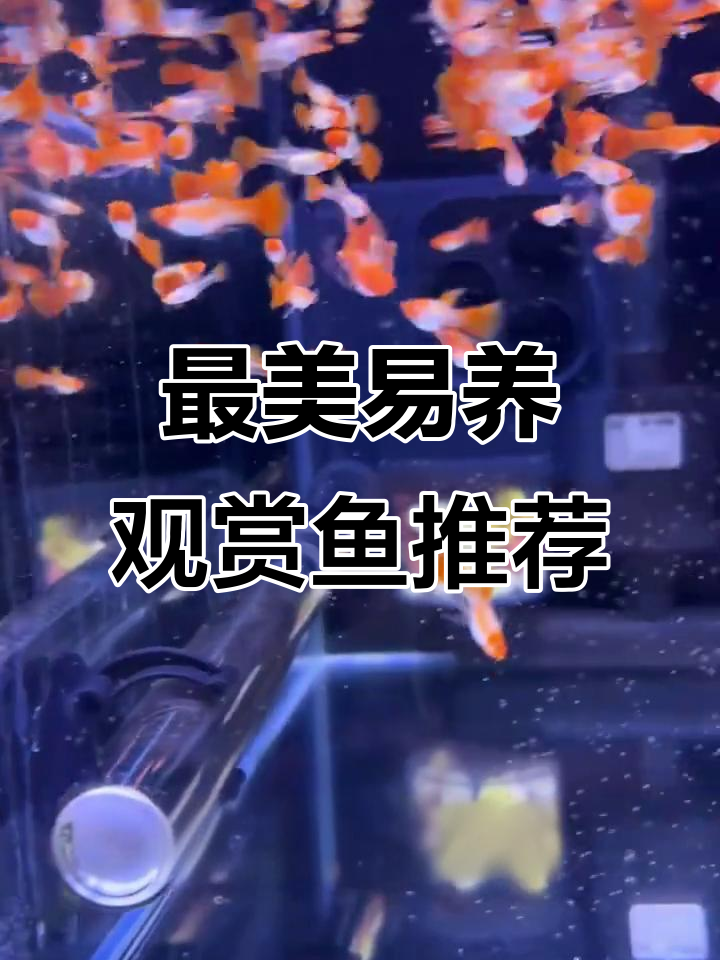 10种最美丽且容易饲养的观赏鱼,适合家庭水族箱