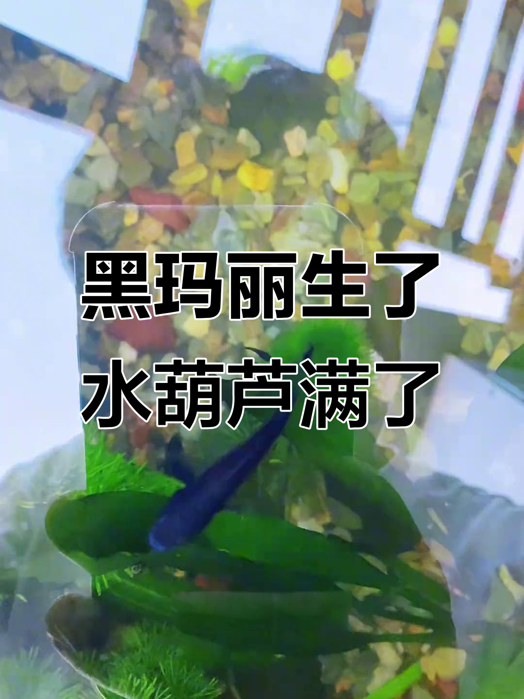 古法缸里的黑玛丽宝宝出生,水葫芦泛滥成灾