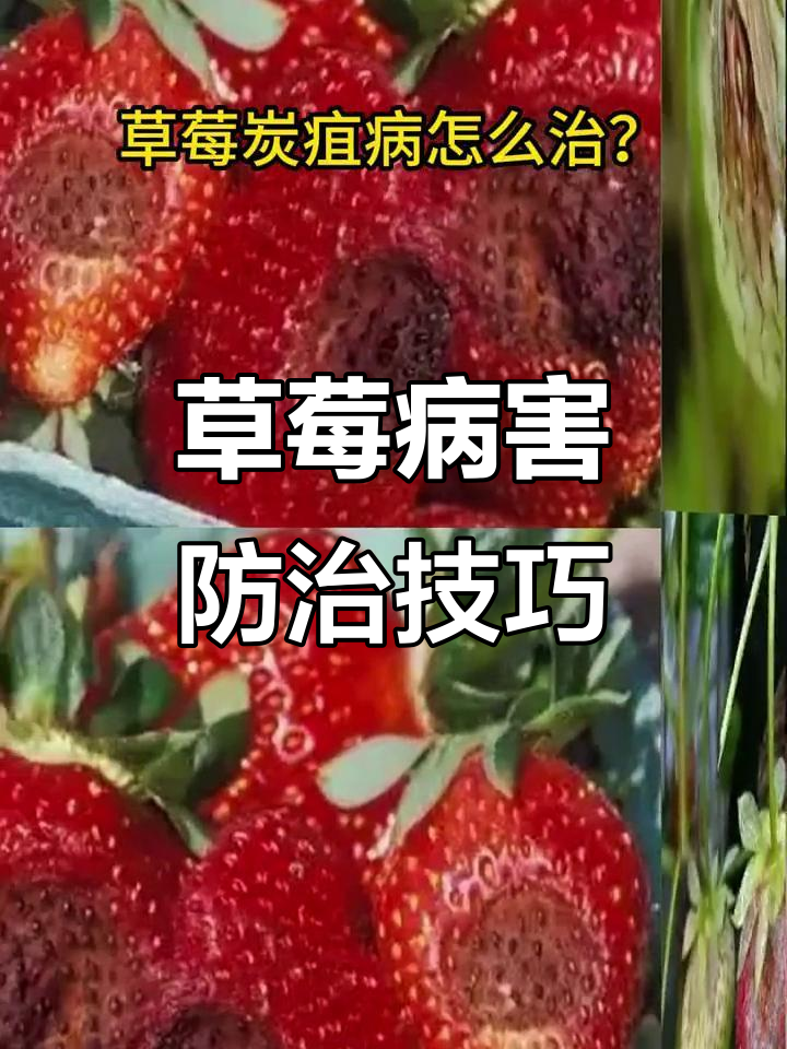 草莓常见病害全解析:20种防治方法大揭秘