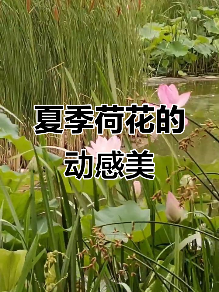 夏日荷花大赏,动态拍摄更真实