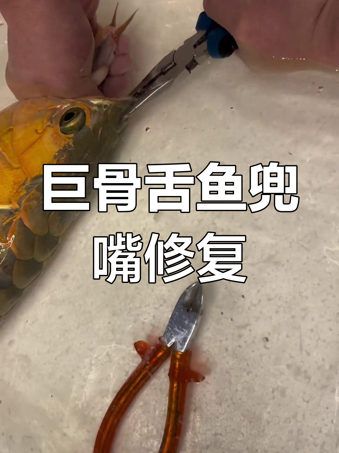 龙鱼兜嘴矫正技巧,轻松解决轻微嘴唇问题