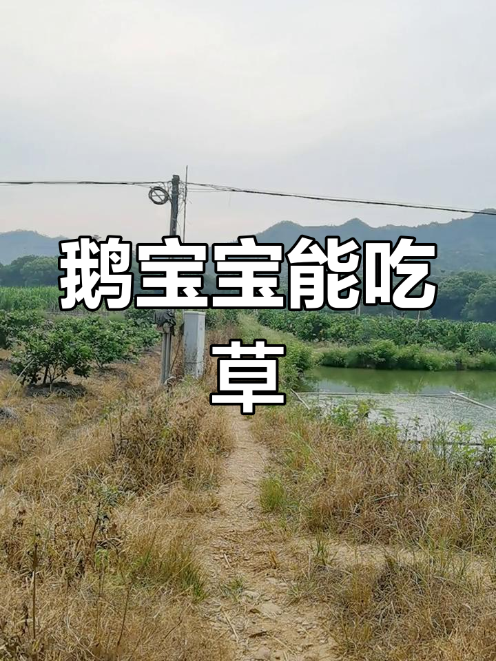 鹅宝学会吃草,再也不用担心养不起了