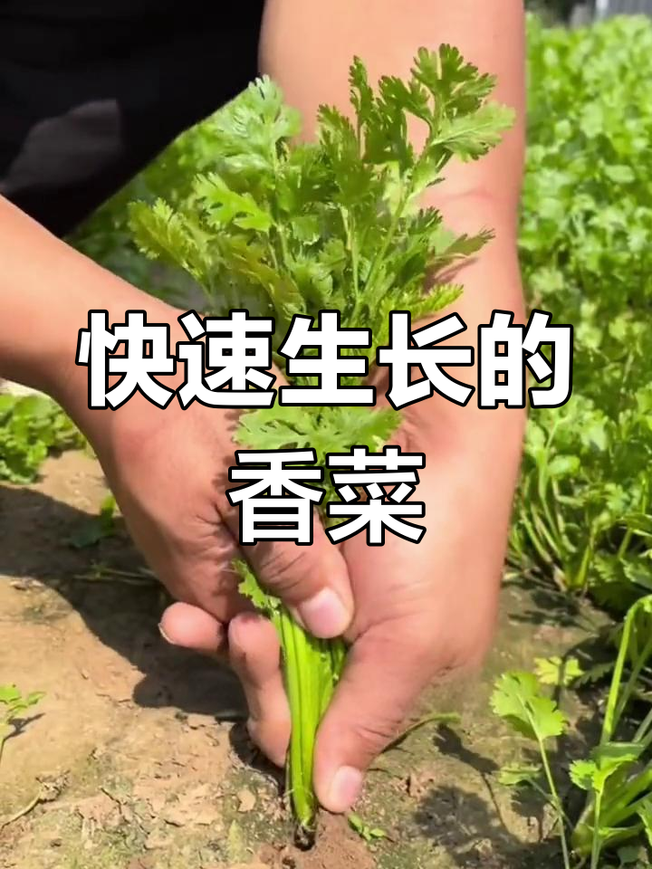耐寒耐热大叶香菜品种介绍