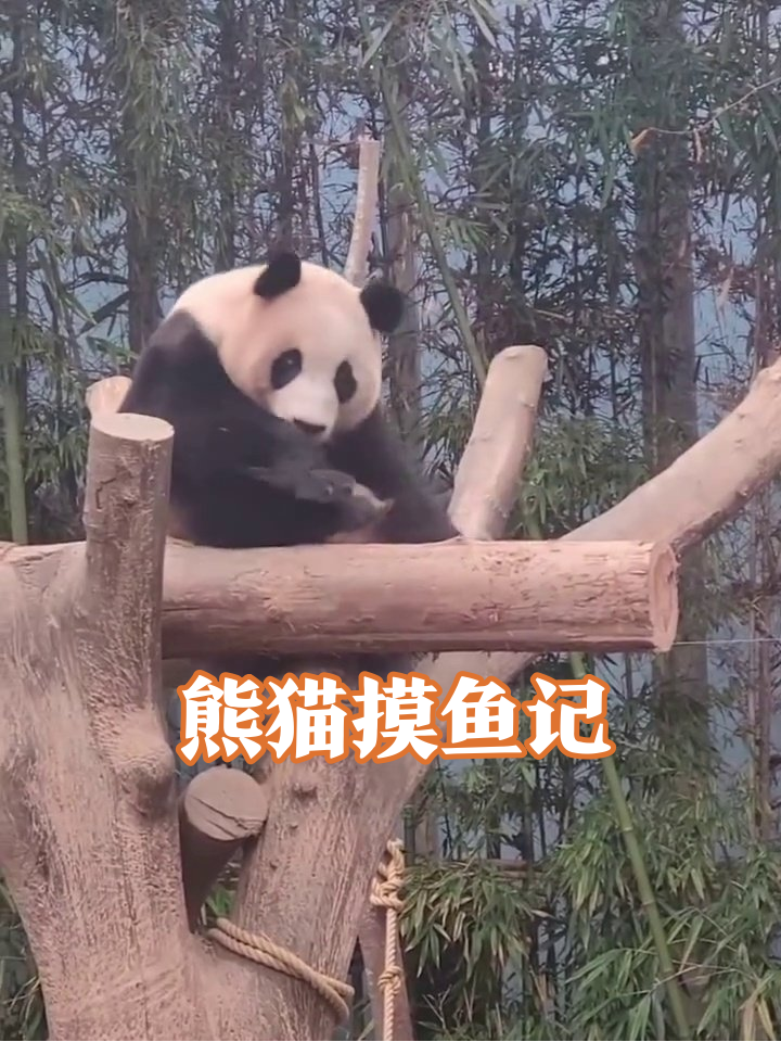 熊猫上班摸鱼被抓包?下一秒表情亮了!