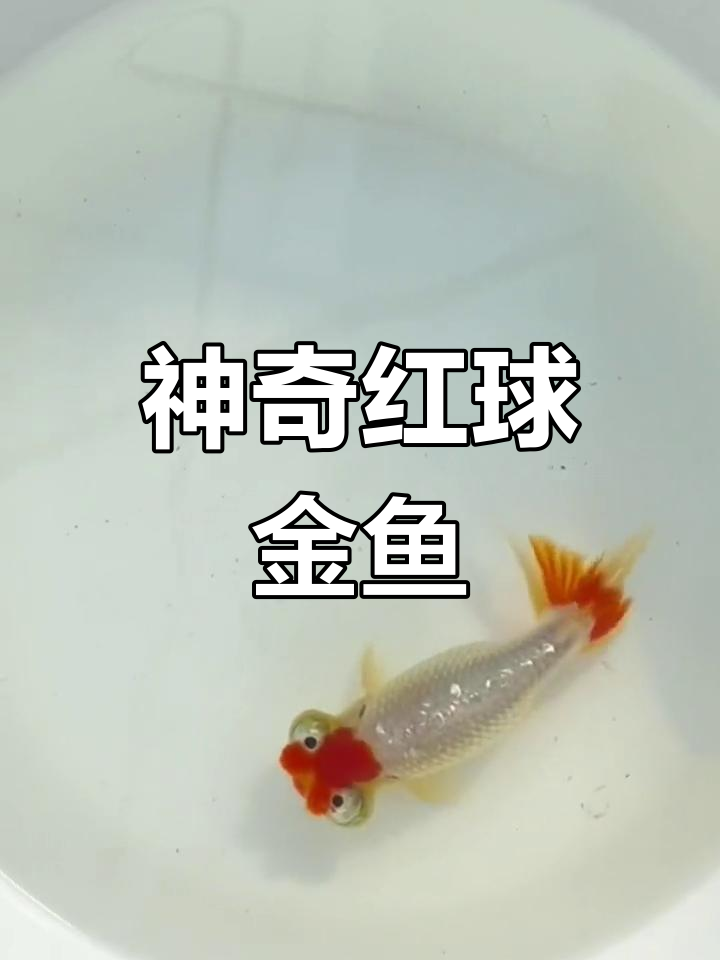 红头红球金鱼,萌态十足,仿佛在望天思考