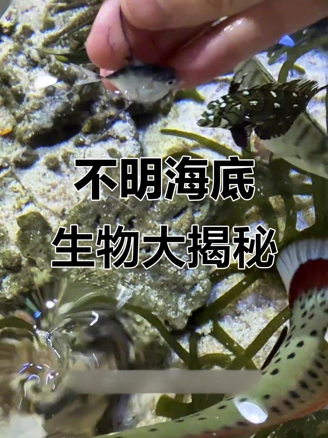 深海神秘发光体来袭,狮身鱼和斑机鱼的奇特冒险