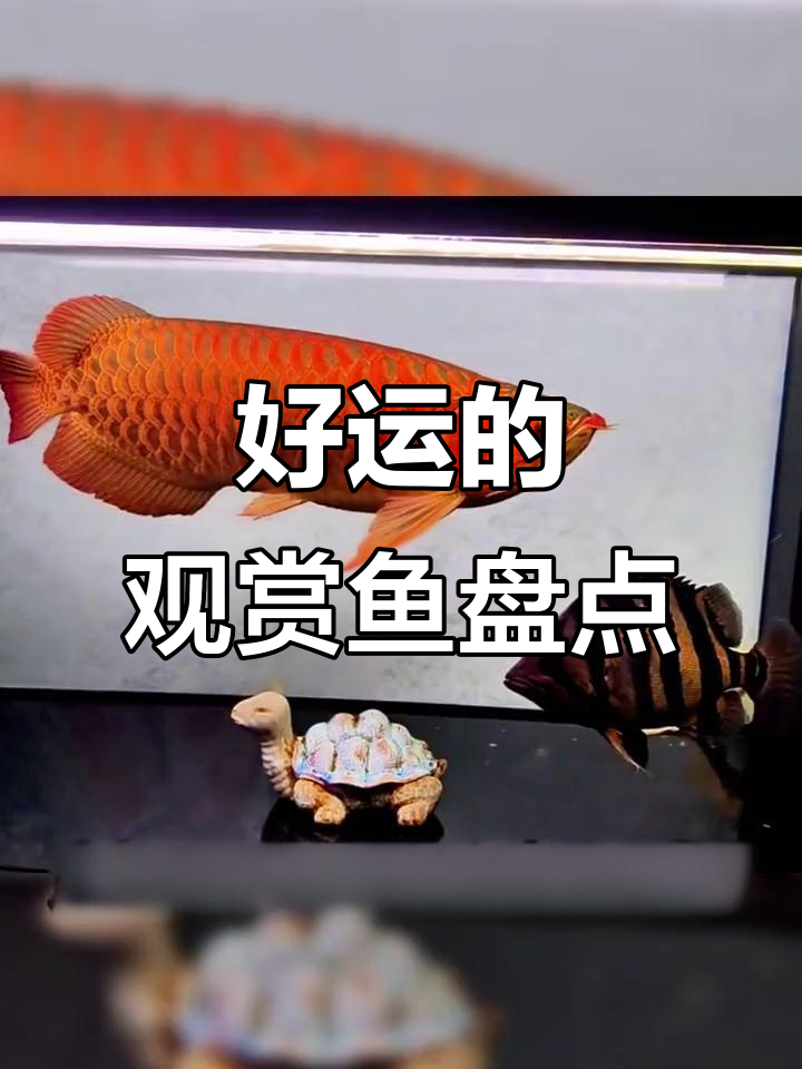 寓意深远的观赏鱼，锦鲤、龙鱼、金鱼等推荐