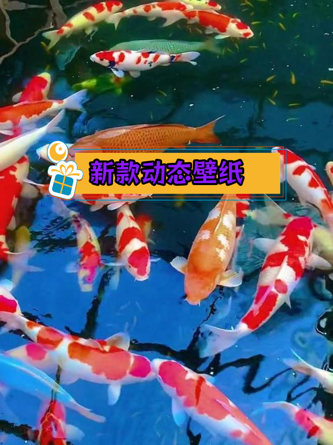 动态壁纸新体验,锦鲤鱼池美景