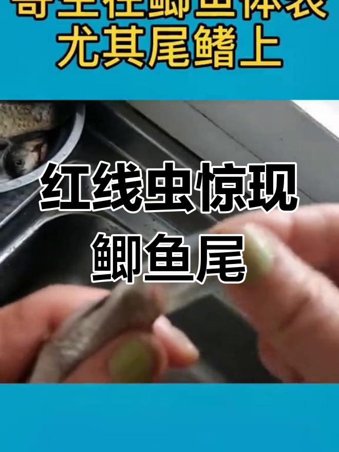 第一次发现,鲫鱼尾巴上竟有红线虫!赶紧检查你家鱼儿吧