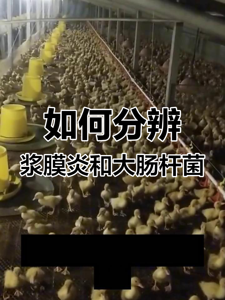 包心包肝症状如何区分浆膜炎与大肠杆菌?