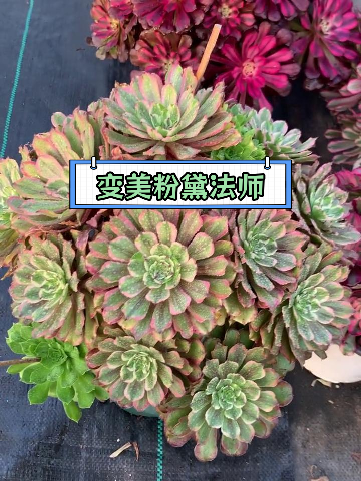 粉黛法师多肉种植技巧