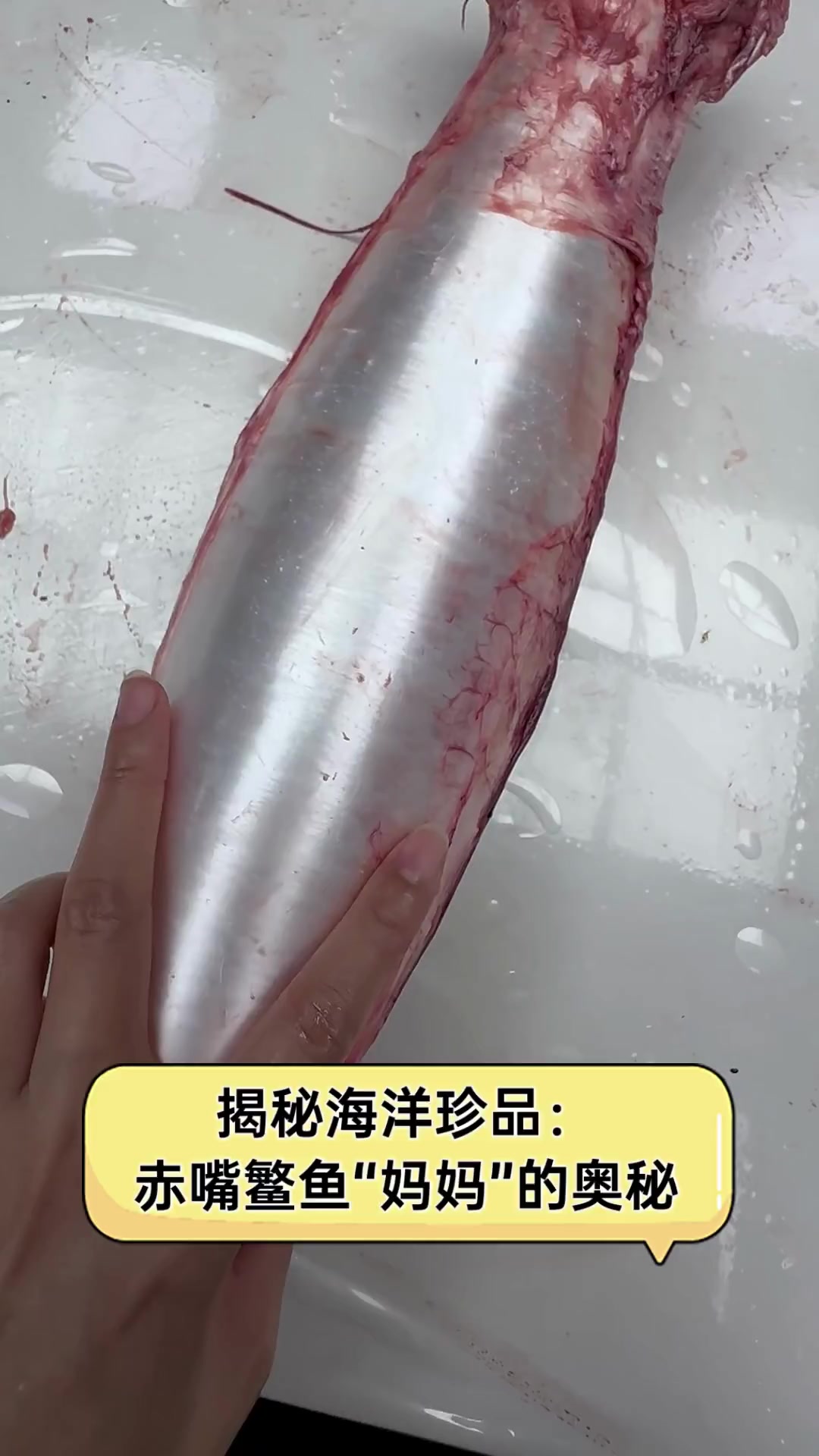 揭秘海洋珍品:赤嘴鳘鱼“妈妈”的奥秘