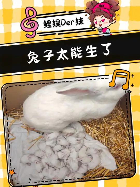 兔子生孩子跟下饺子似的