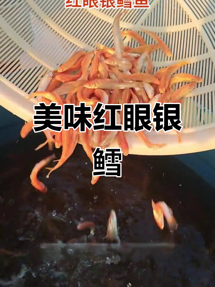 红眼银鳕鱼，草食为主，肉质鲜美，生长迅速
