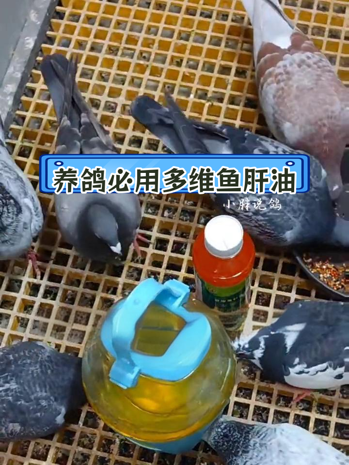 鱼肝油为何成为养鸽必备?