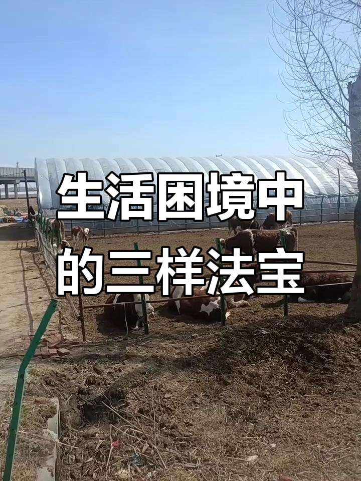 百姓生活的苦与难,如何用大白菜、猪和玉米来应对?
