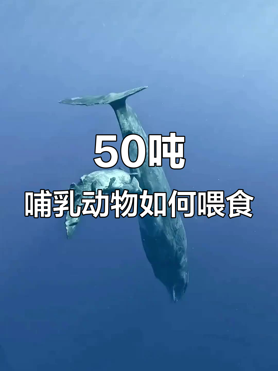 抹香鲸喂奶全过程,超震撼!