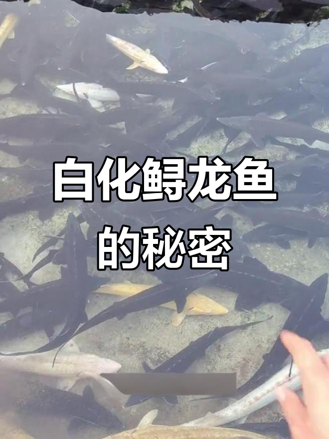稀有白化鲟龙鱼，四五年才能长一斤，十万条才有一条