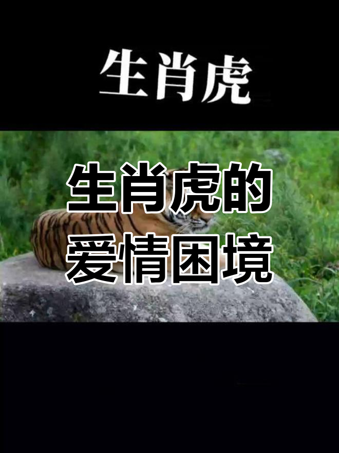 生肖虎的恋爱矛盾:嘴硬心软,相爱相杀难成良缘