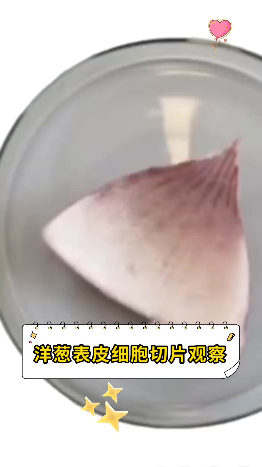 洋葱表皮细胞切片观察