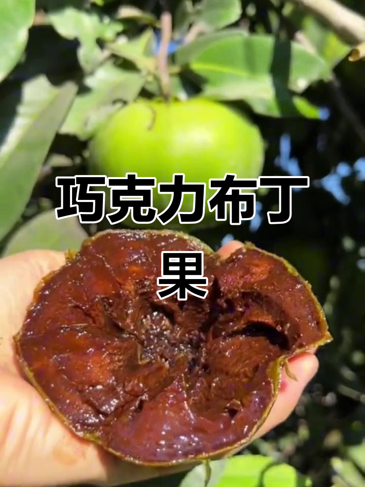 黑柿,巧克力般口感,丝滑美味令人陶醉