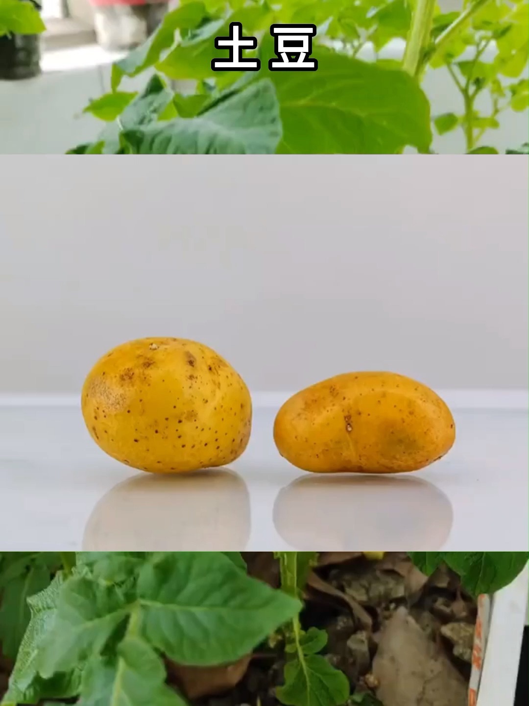土豆发芽生长过程