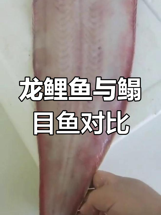 野生龙鲤鱼与养殖鳎目鱼的差异