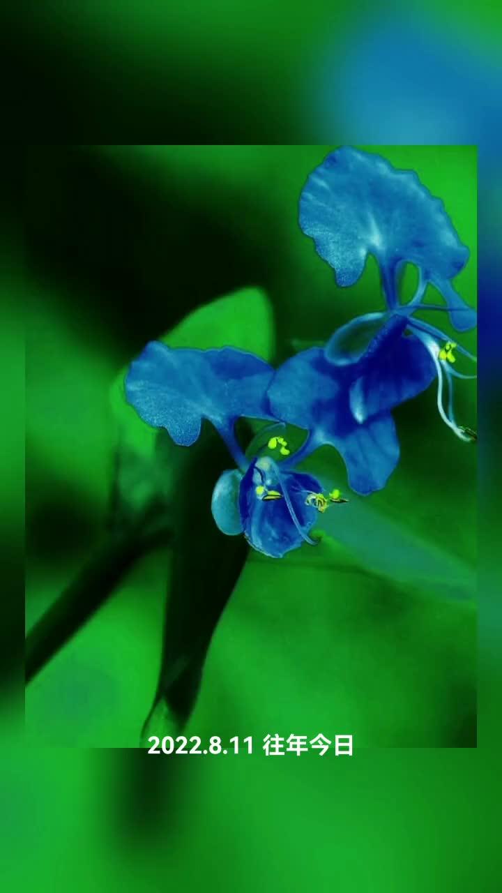 鸭跖草 若有一天你的情绪不能语言表达 最治愈的便是这世间的风景 春已至花已开愿山河无恙人间