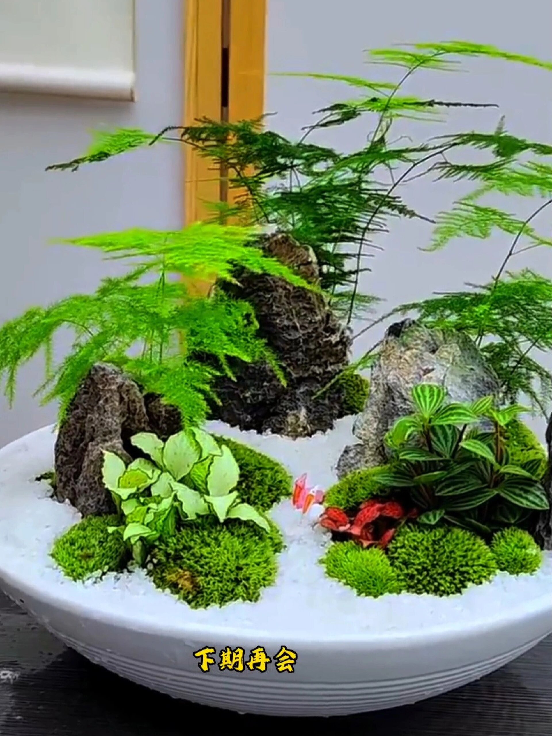植物石头组合盆景