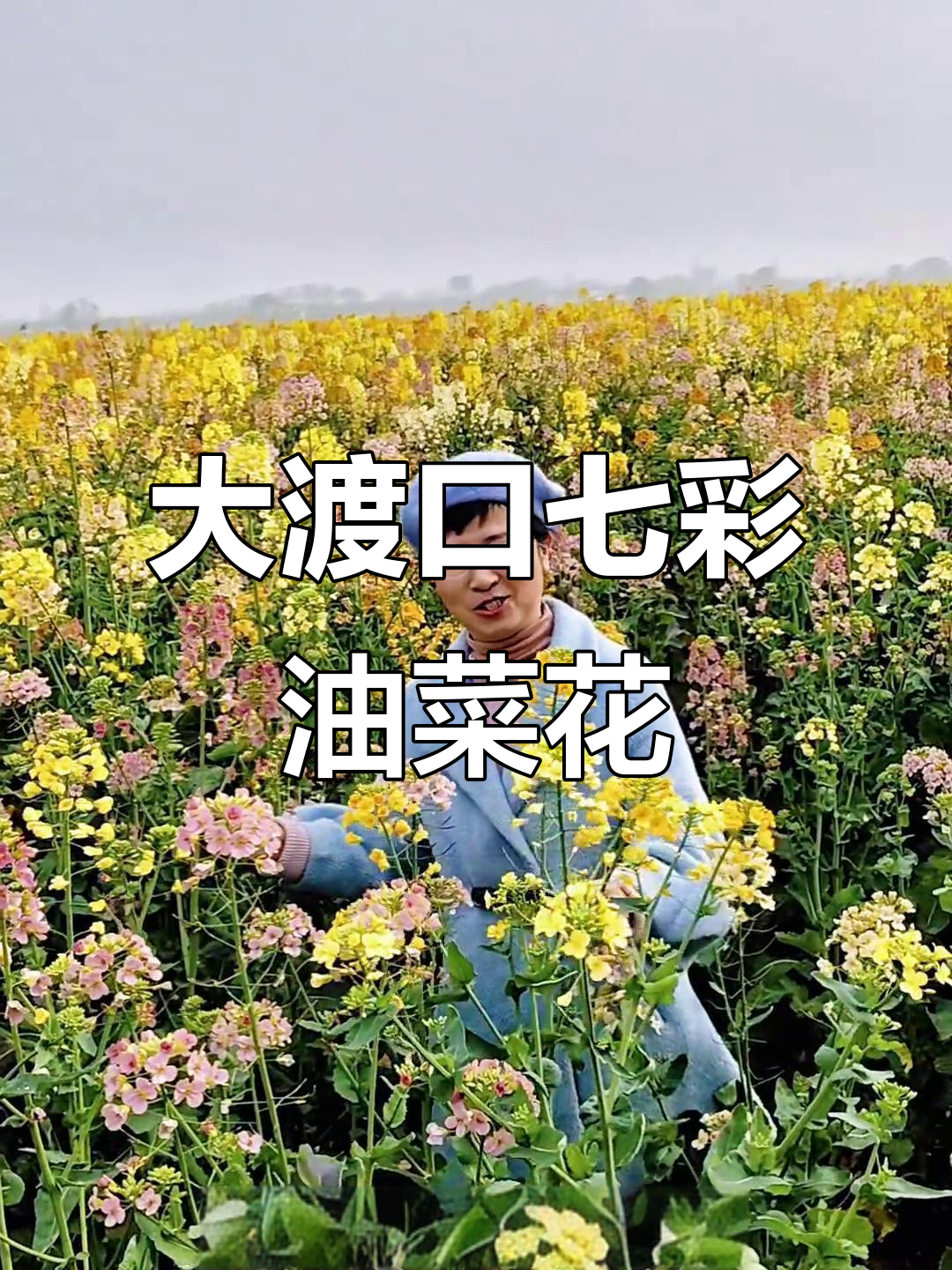 池州大渡口七彩油菜花田，惊艳来袭！