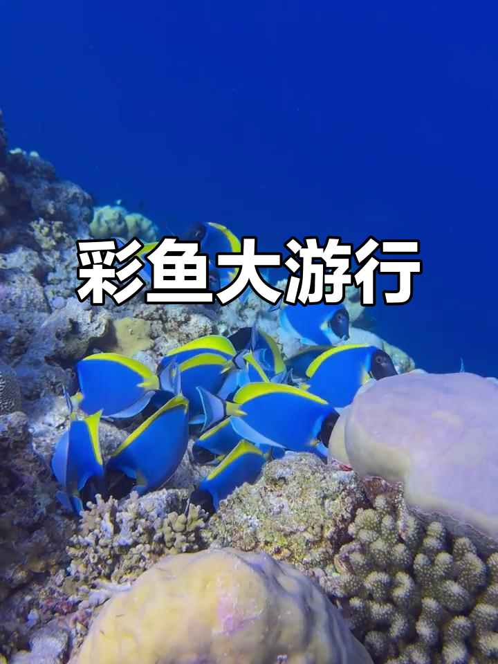 维利甘度浮潜探险,彩色鱼群惊艳登场