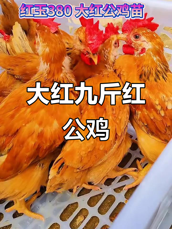 九斤红公鸡苗:抗寒耐冻,长势快,肉质鲜嫩