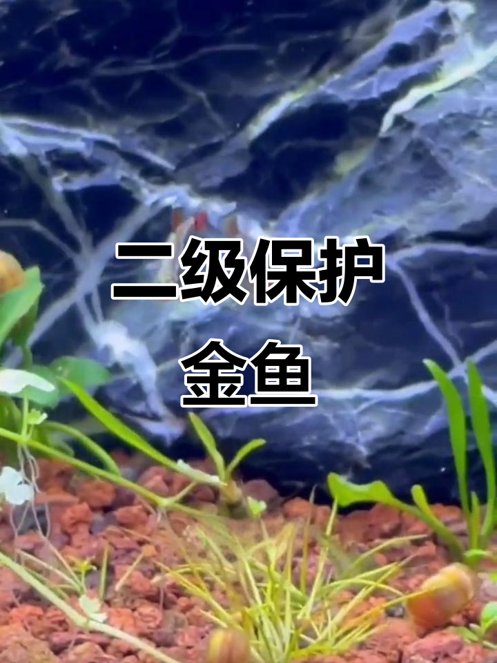 白云金丝鱼:珍稀冷水观赏鱼,别放生!