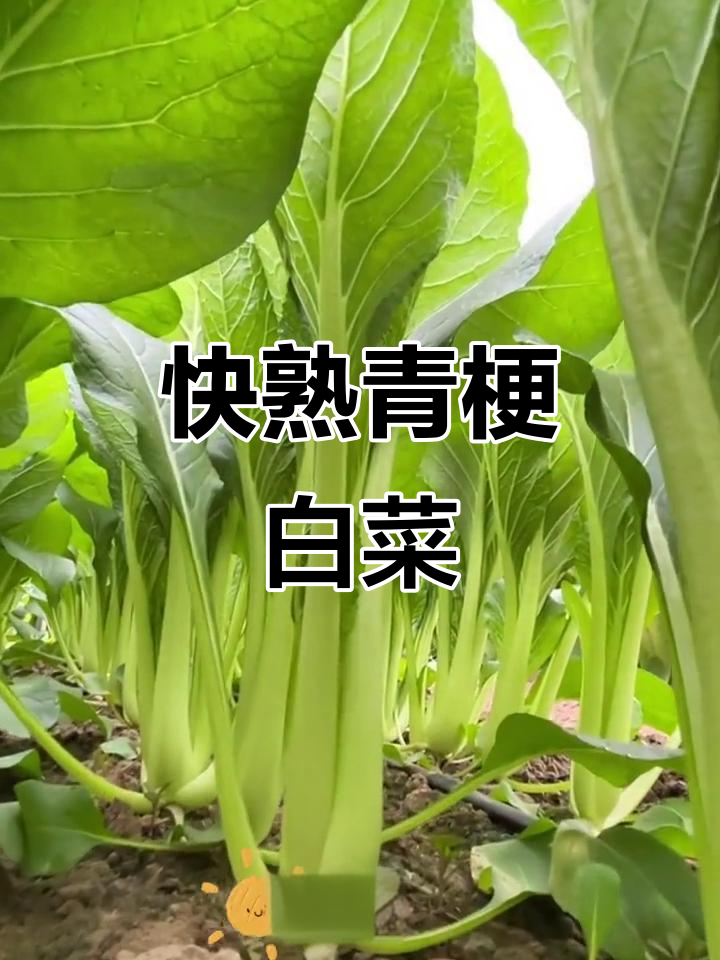 懒人必备!青梗小白菜,快速生长,四季可种