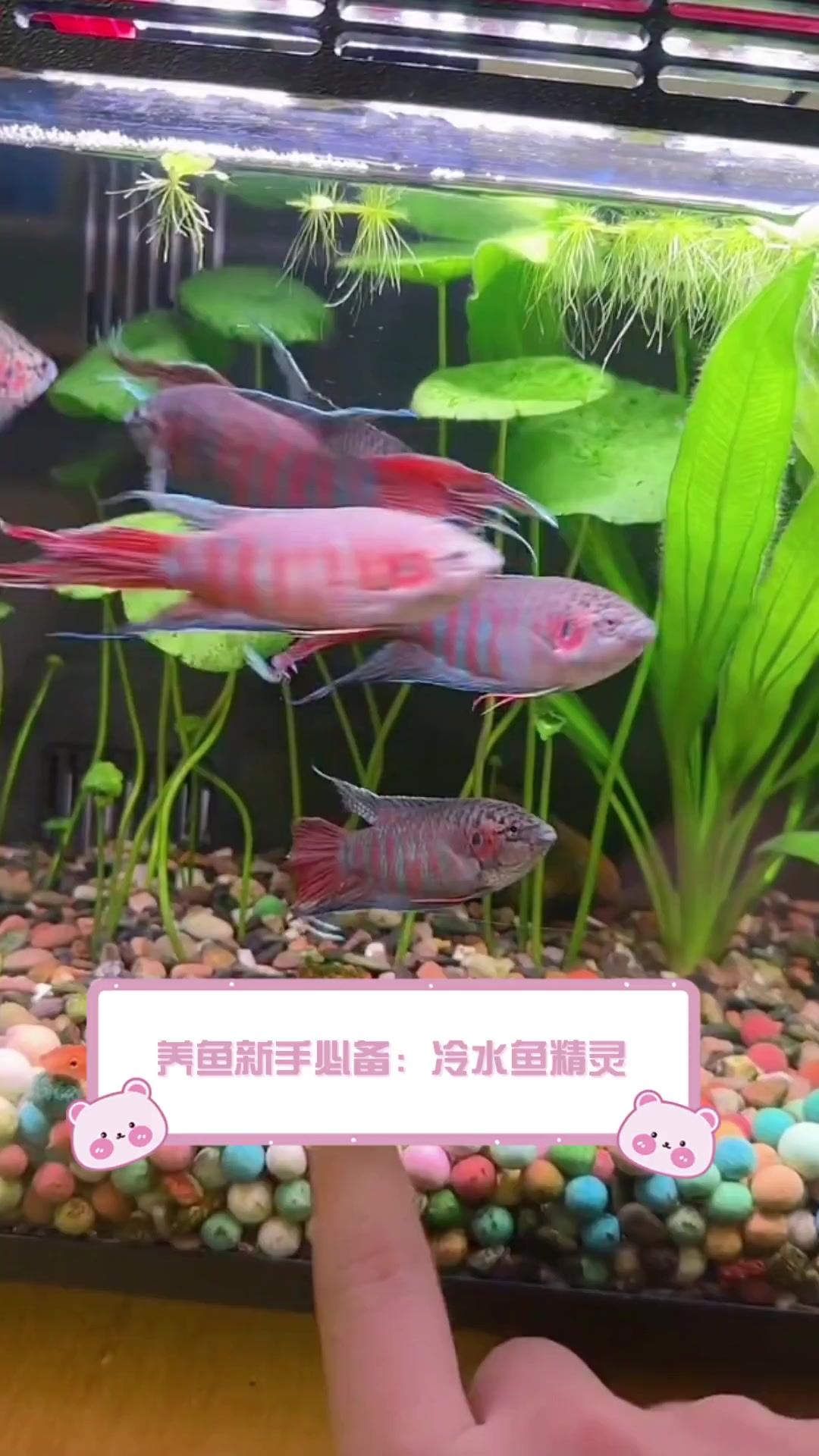 养鱼新手必备:冷水鱼精灵