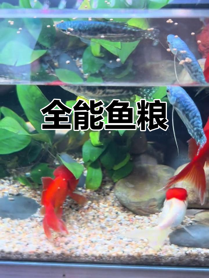 日本黄粉:多鱼种适用,快速治疗烂尾蒙眼等病