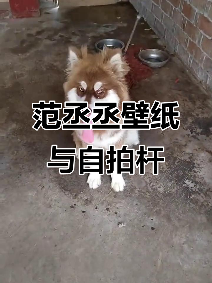 范丞丞高清壁纸大揭秘,自拍杆蓝牙遥控玩转海洋蛋糕
