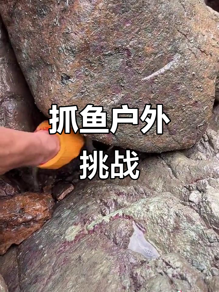 户外抓鱼大作战,黑猫鲈鱼齐上阵