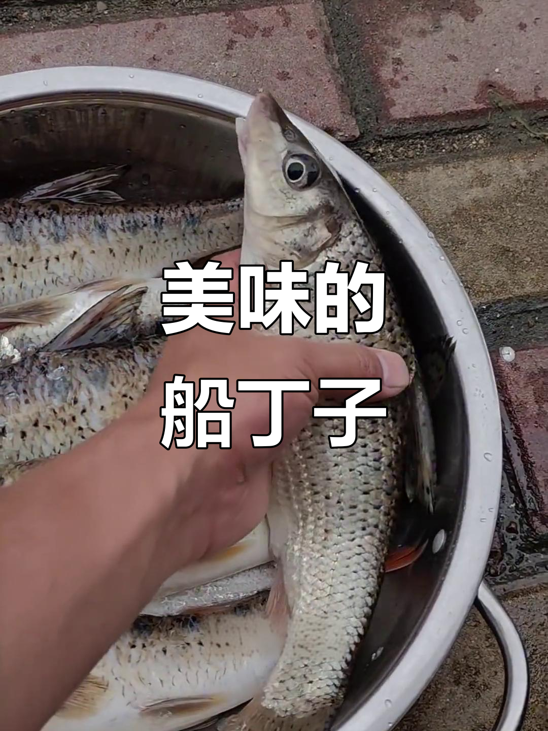 船钉子鱼鲜美无比,营养丰富,煎制后香气扑鼻