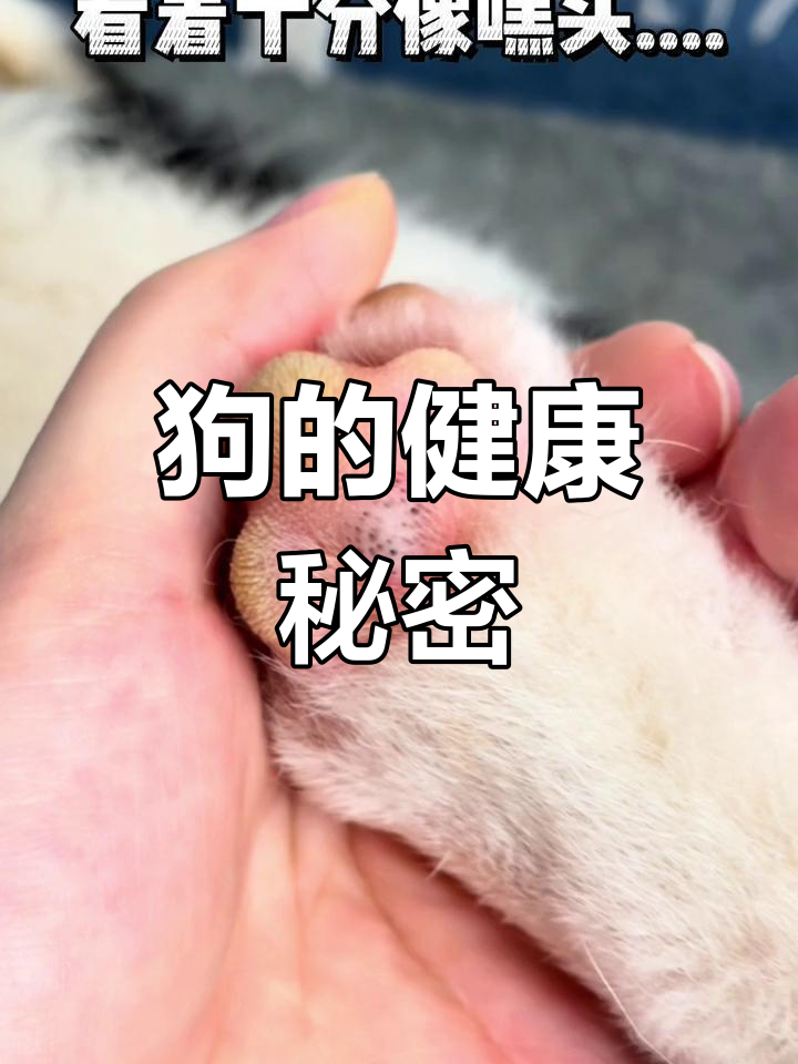有些狗狗外表萌,实则暗藏健康问题,连脚底都长奇怪东西