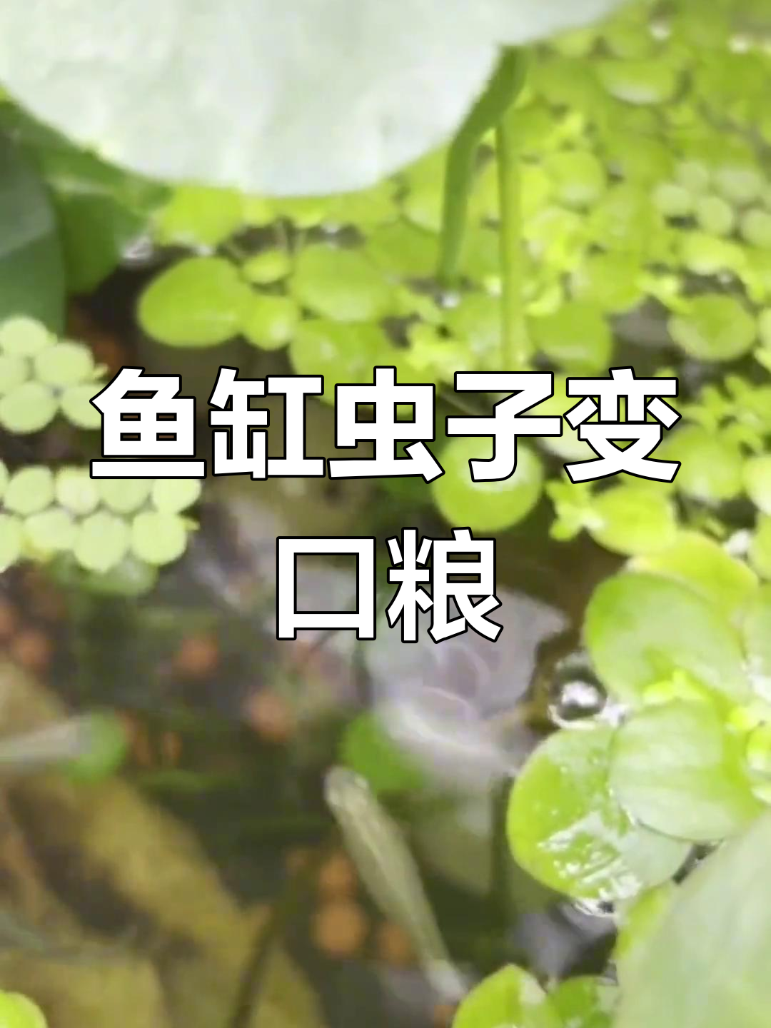 鱼缸里长虫子?别担心,给小鱼加点蛋白质!