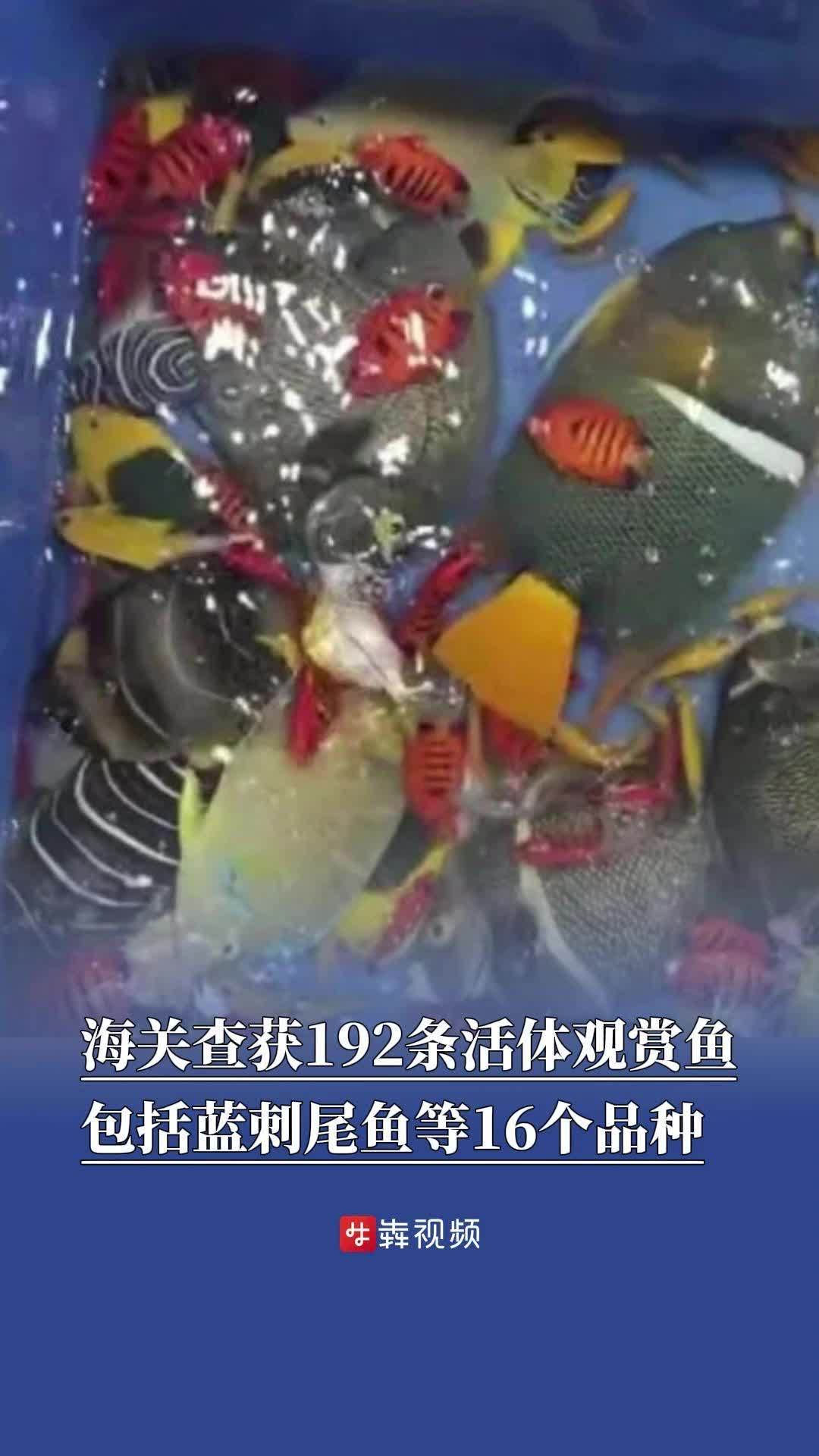 海关查获192条活体观赏鱼,包括蓝刺尾鱼等16个品种