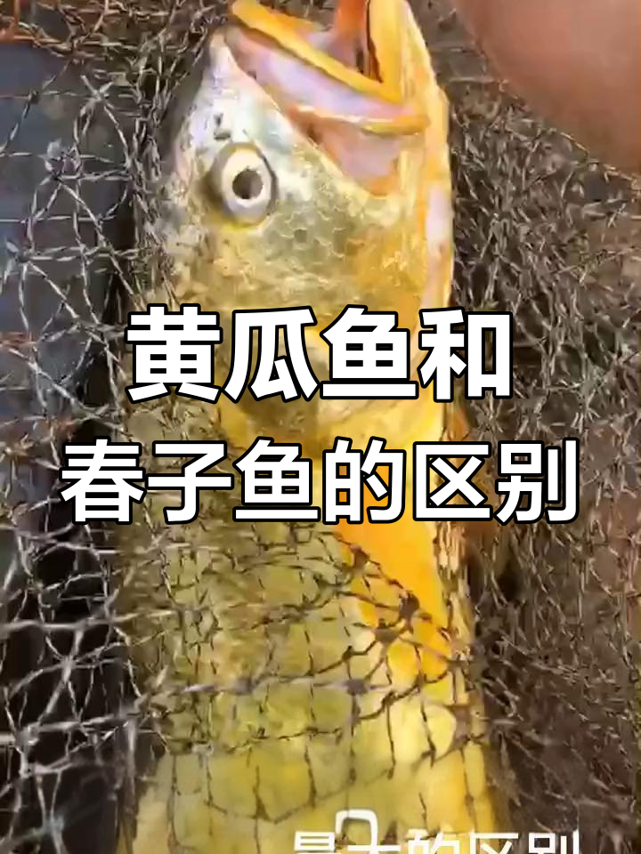 大黄鱼与春子鱼的外观差异及叫声对比