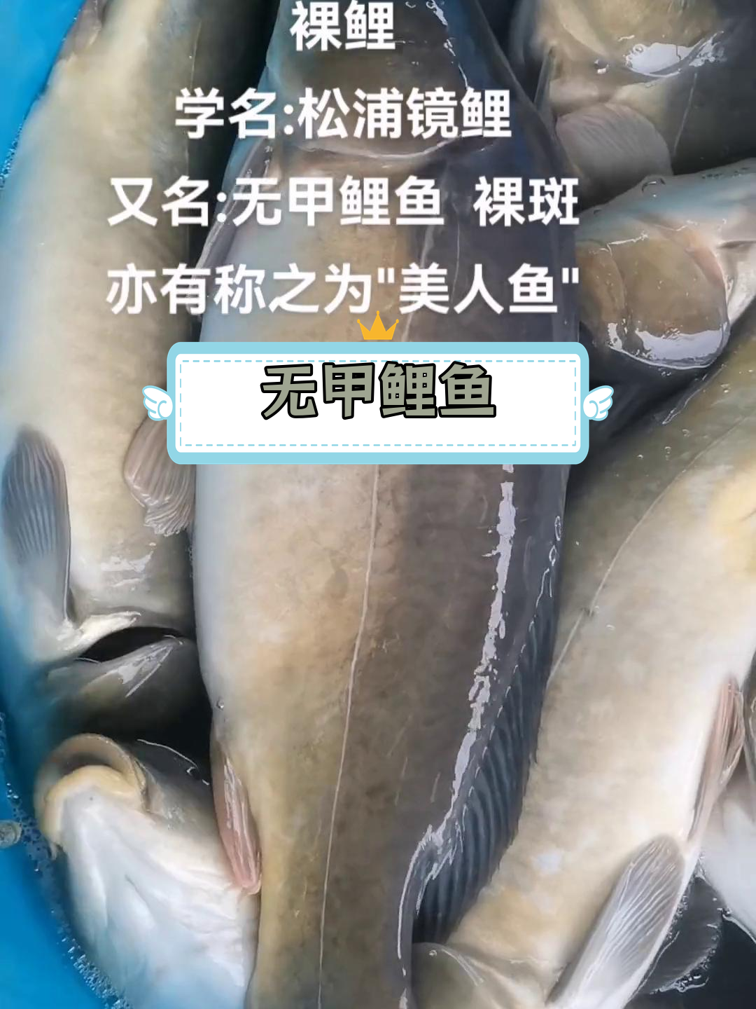 裸鲤:松浦镜鲤的别称,美人鱼般的鱼类