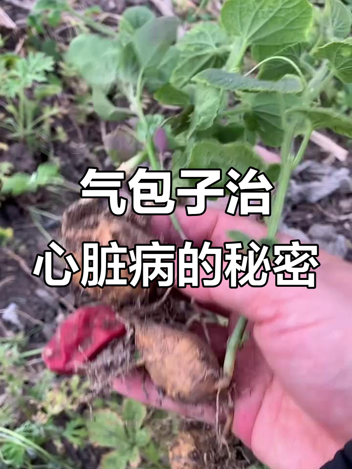 东北气包子:神奇的自然疗法,竟能治心脏病