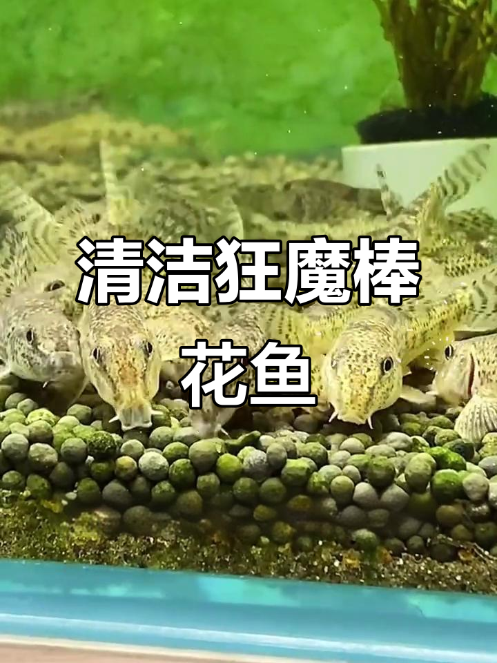 棒花鱼,清洁界的奇迹!