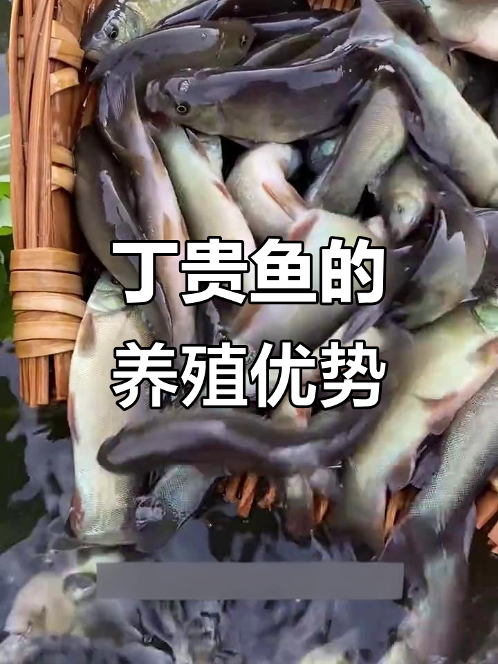 丁桂鱼,耐寒易养,观赏食用两相宜
